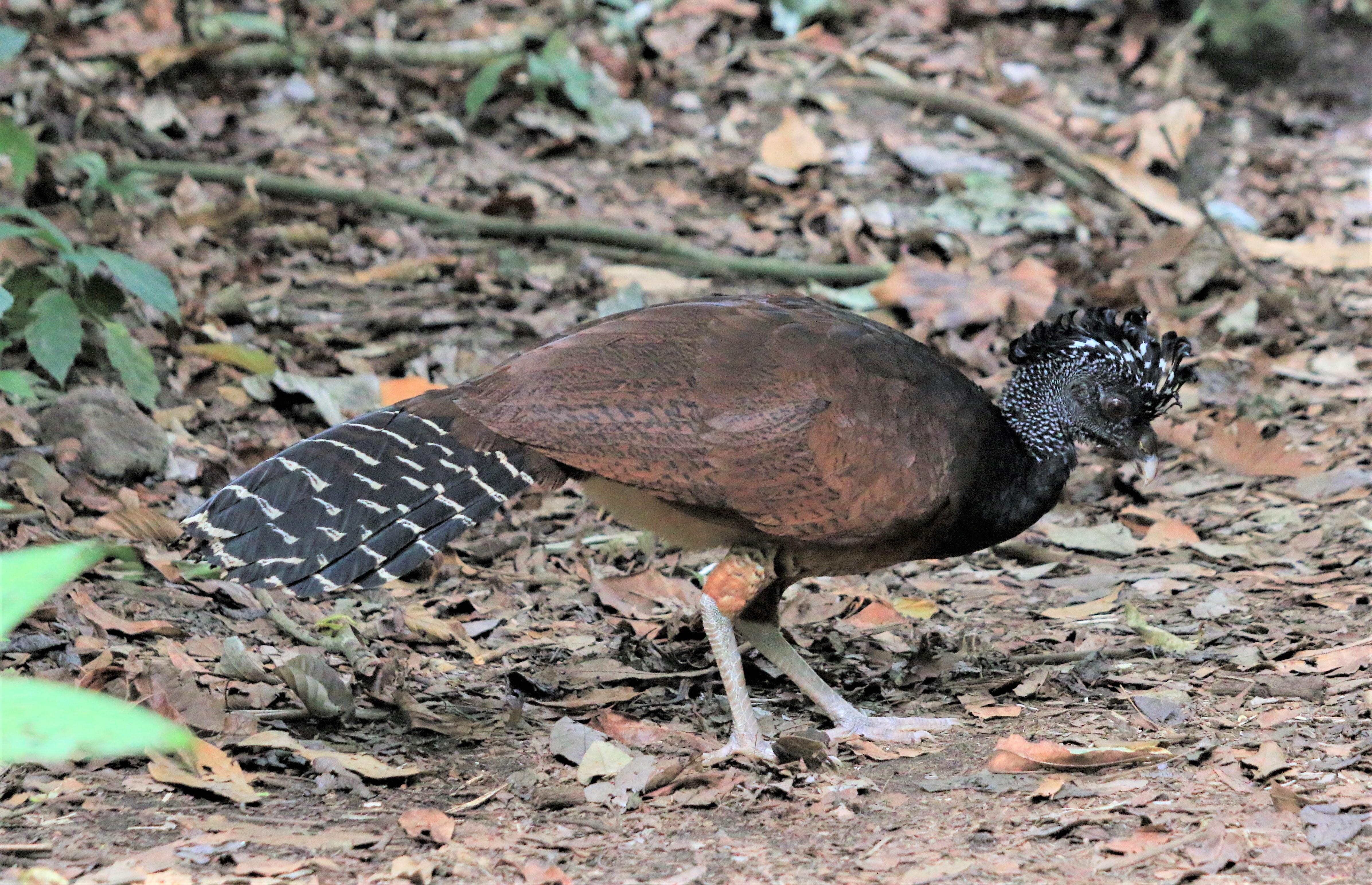 Costa Rica
